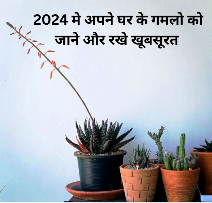 2024 मे अपने घर के गमलो को जाने और रखे खूबसूरत