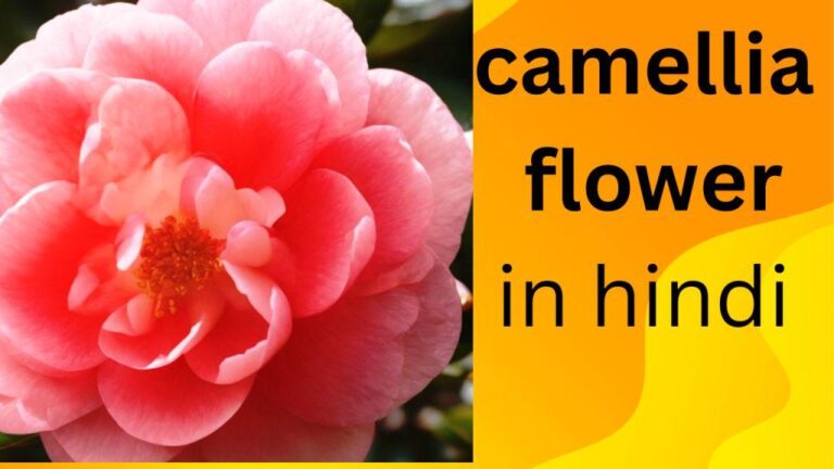 Camellia flower , Camellia flower in hindi